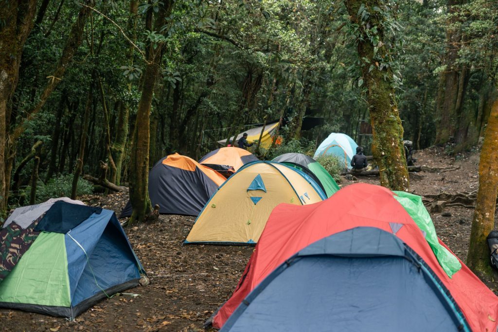Dome tents pitched at a forest campsite